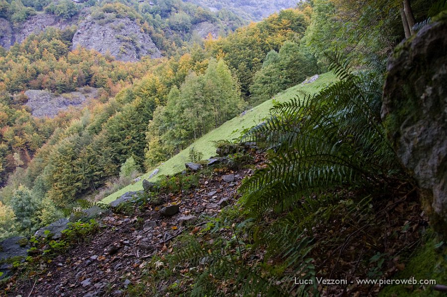 1- Si inizia nel bosco.jpg